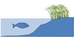 Oeverplanten